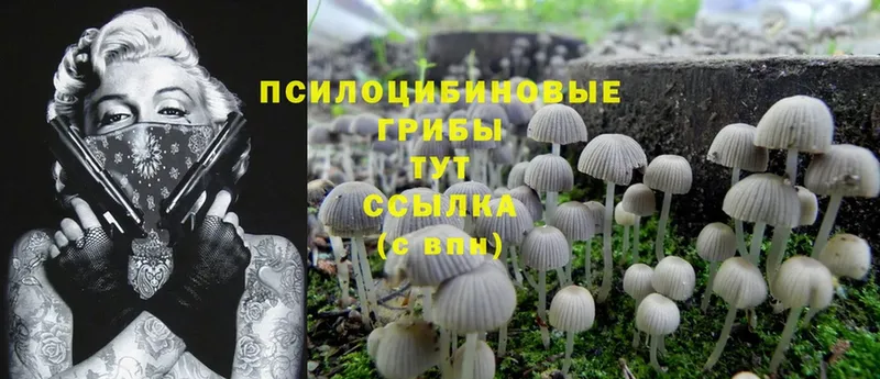 Псилоцибиновые грибы Psilocybe  OMG ТОР  Данков 